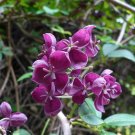 Chocolate Vine Akebia quinata 20 Seeds Chocolate Vine Akebia quinata 20 Seeds