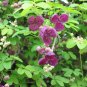 Chocolate Vine Akebia quinata 20 Seeds