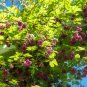 Chocolate Vine Akebia quinata 20 Seeds