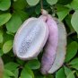 Chocolate Vine Akebia quinata 20 Seeds