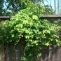 Chocolate Vine Akebia quinata 20 Seeds