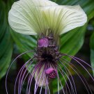 White Bat Flower Tacca integrifolia 20 Seeds White Bat Flower Tacca integrifolia 20 Seeds