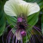White Bat Flower Tacca integrifolia 20 Seeds