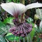 White Bat Flower Tacca integrifolia 20 Seeds