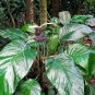 White Bat Flower Tacca integrifolia 20 Seeds