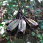 White Bat Flower Tacca integrifolia 20 Seeds