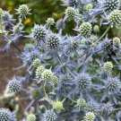 Sea Holly 50 Seeds Eryngium planum Sea Holly 50 Seeds Eryngium planum