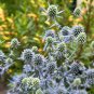 Sea Holly 50 Seeds Eryngium planum