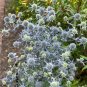 Sea Holly 50 Seeds Eryngium planum