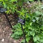 Sea Holly 50 Seeds Eryngium planum