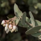 Manzanita  5 Seeds  Arctostaphylos manzanita