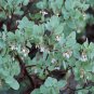Manzanita 5 Seeds Arctostaphylos manzanita