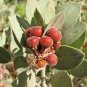Manzanita 5 Seeds Arctostaphylos manzanita