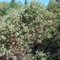 Manzanita 5 Seeds Arctostaphylos manzanita