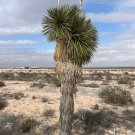 Soap Tree Yucca Yucca elata 100 Seeds