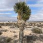 Soap Tree Yucca Yucca elata 100 Seeds
