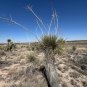 Soap Tree Yucca Yucca elata 100 Seeds