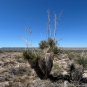 Soap Tree Yucca Yucca elata 100 Seeds