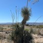 Soap Tree Yucca Yucca elata 100 Seeds
