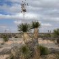 Soap Tree Yucca Yucca elata 100 Seeds