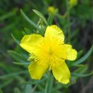 Kalm's St Johns Wort 20 Seeds Hypericum kalmianum Kalm's St Johns Wort 20 Seeds Hypericum kalmianum