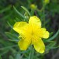 Kalm's St Johns Wort 20 Seeds Hypericum kalmianum