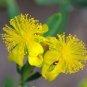 Kalm's St Johns Wort 20 Seeds Hypericum kalmianum