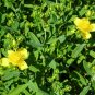 Kalm's St Johns Wort 20 Seeds Hypericum kalmianum