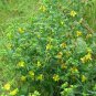 Kalm's St Johns Wort 20 Seeds Hypericum kalmianum