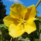 California Flannelbush  5 Seeds  Fremontodendron californicum