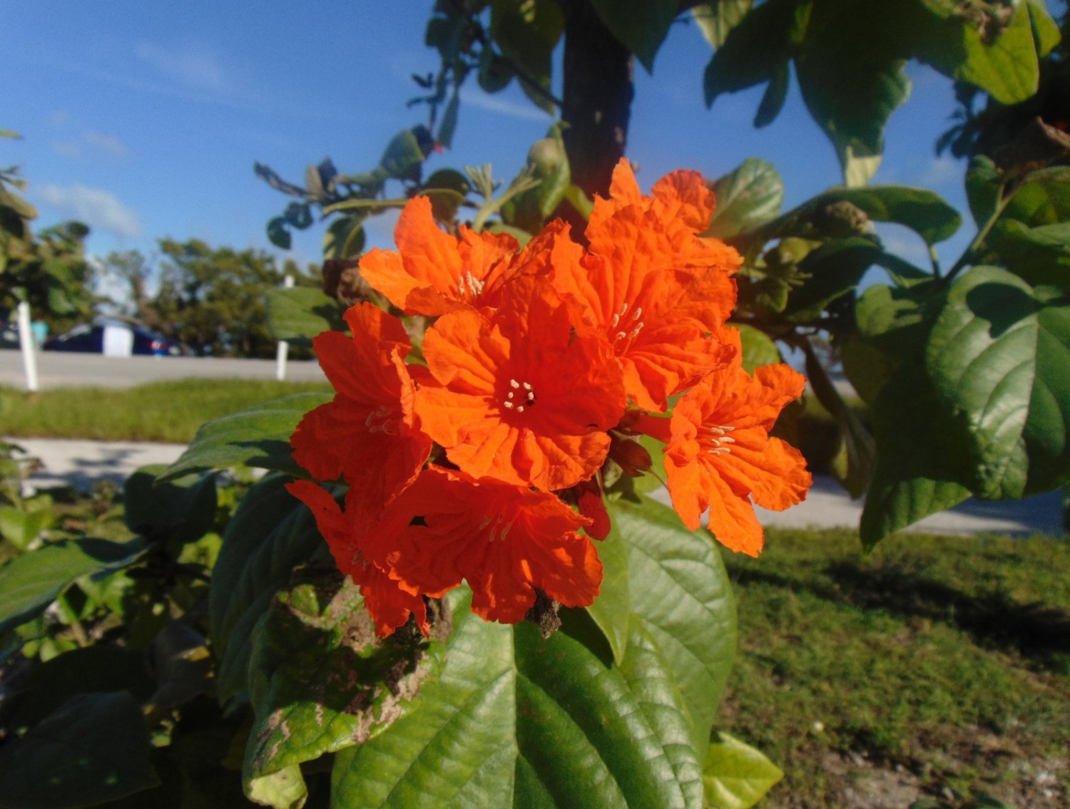 Geiger Tree  10 Seeds  Cordia sebestena