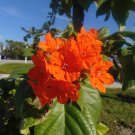 Geiger Tree  10 Seeds  Cordia sebestena