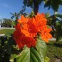 Geiger Tree 10 Seeds Cordia sebestena