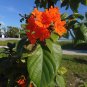 Geiger Tree 10 Seeds Cordia sebestena