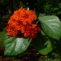 Geiger Tree 10 Seeds Cordia sebestena