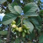 Geiger Tree 10 Seeds Cordia sebestena