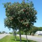 Geiger Tree 10 Seeds Cordia sebestena