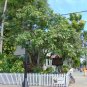 Geiger Tree 10 Seeds Cordia sebestena