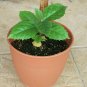 Geiger Tree 10 Seeds Cordia sebestena