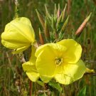 Evening Primrose Oenothera biennis 100 Seeds