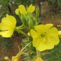 Evening Primrose Oenothera biennis 100 Seeds