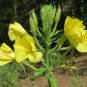 Evening Primrose Oenothera biennis 100 Seeds