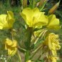 Evening Primrose Oenothera biennis 100 Seeds