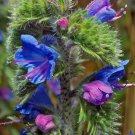 Viper's Bugloss Echium vulgare 100 Seeds Viper's Bugloss Echium vulgare 100 Seeds