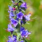 Viper's Bugloss Echium vulgare 100 Seeds