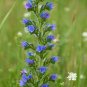 Viper's Bugloss Echium vulgare 100 Seeds