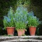 Viper's Bugloss Echium vulgare 100 Seeds