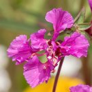 Elegant Clarkia 2000 Seeds Clarkia unguiculata Elegant Clarkia 2000 Seeds Clarkia unguiculata