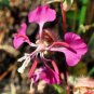 Elegant Clarkia  2000 Seeds  Clarkia unguiculata
