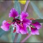 Elegant Clarkia  2000 Seeds  Clarkia unguiculata